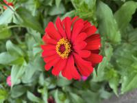 雏菊3